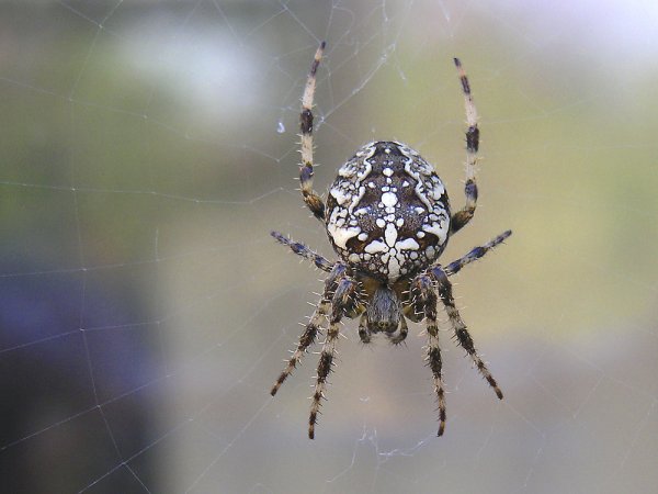 Steatoda paykulliana