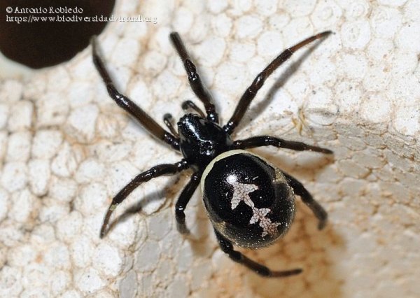 Паук крестовик альбинос