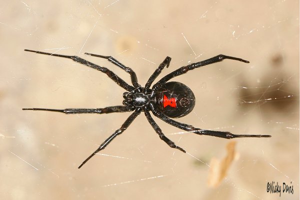 Паук с белым крестом на спине