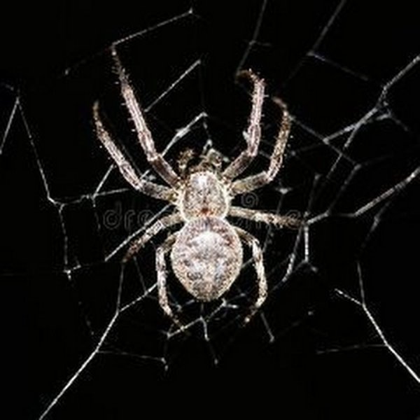 Сибирский паук