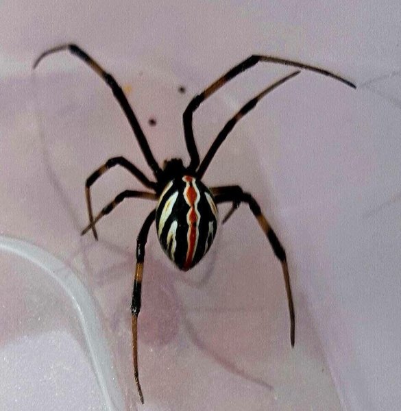 Паук крестовик черный