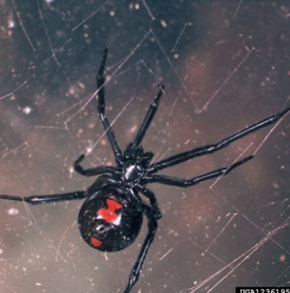 Черный паук с белым крестом на брюшке