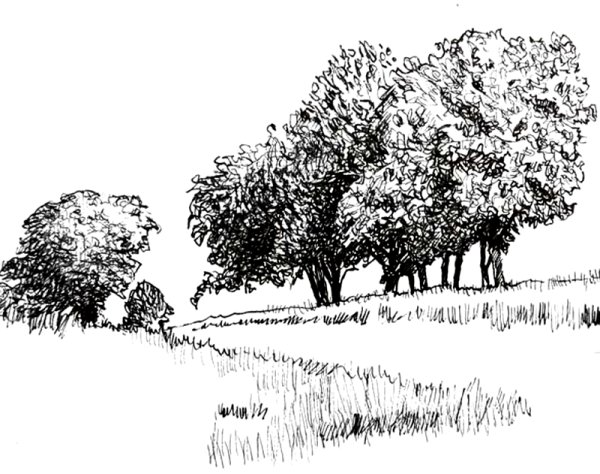 Пейзаж с деревьями карандашом