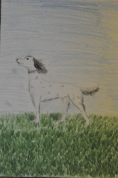 Белый Бим черное ухо детский рисунок