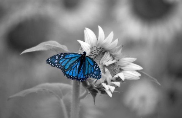 Бабочки на сером фоне