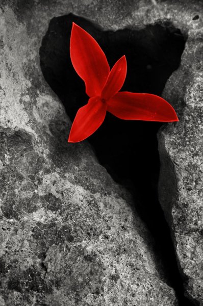 Чб с цветным элементом