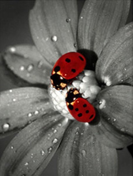 Черно белые с цветными элементами