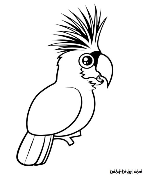 Попугай Какаду контур