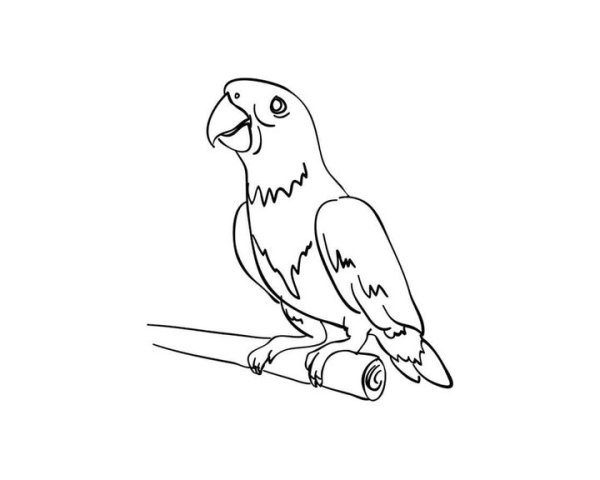 Раскраска попугай