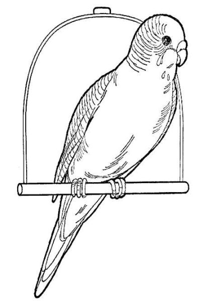 Трафарет волнистого попугая