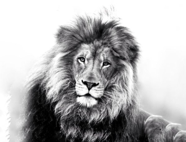 Лев черно белый