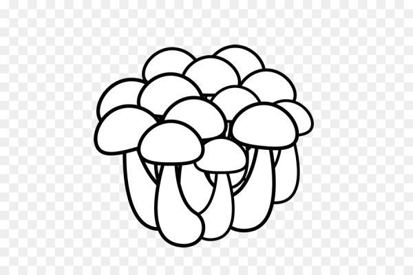 Грибы на прозрачном фоне