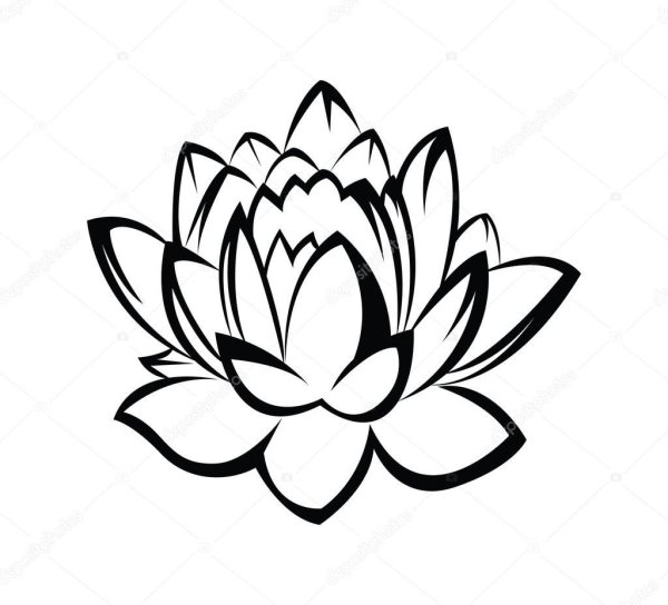 Лотос на белом фоне черно белый