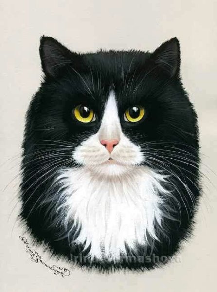 Черный и белый кот арт