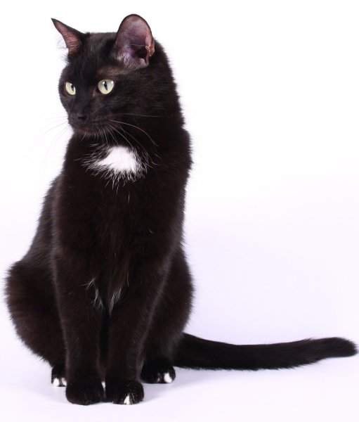 Бомбейская кошка