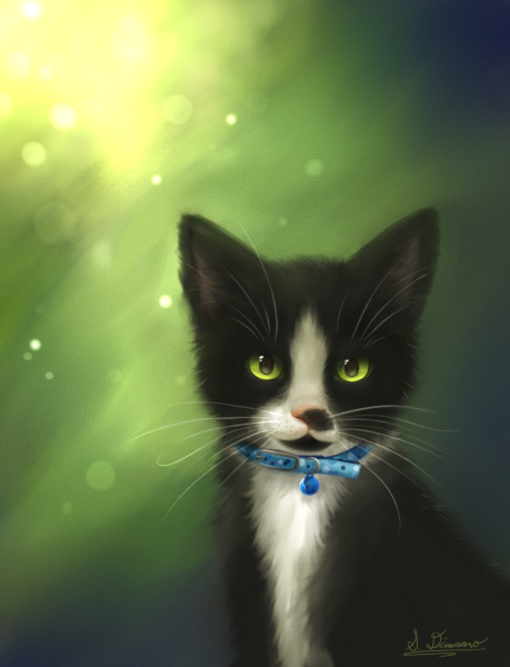 Черный котенок с белой мордочкой