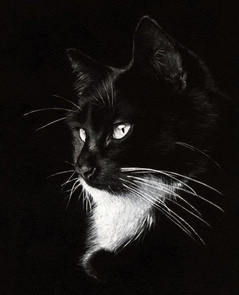 Кот на черной бумаге