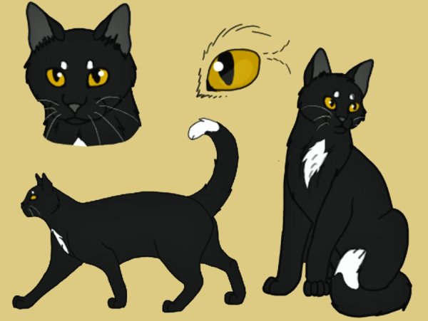 Коты референс коты Воители