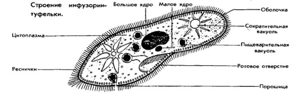 Строение реснички инфузории