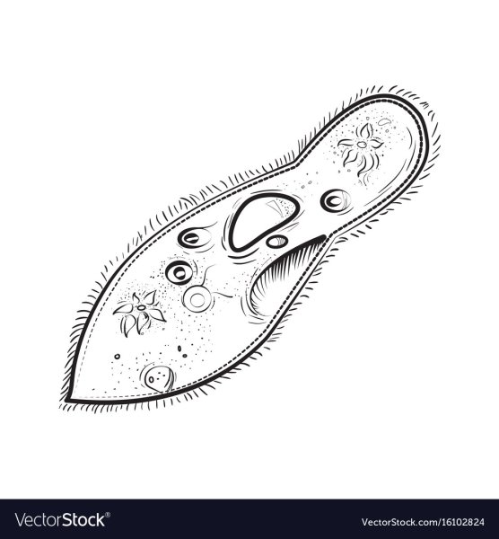 Микроб инфузория туфелька