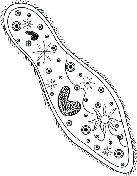 Инфузория туфелька