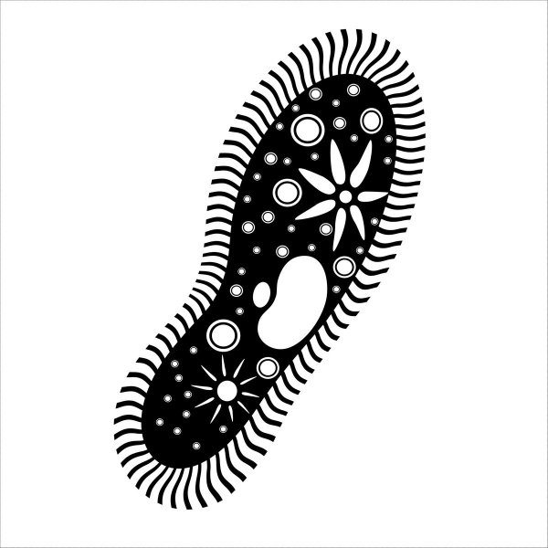 Инфузория туфелька Paramecium caudatum