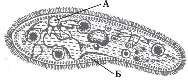 Строение клетки инфузории туфельки