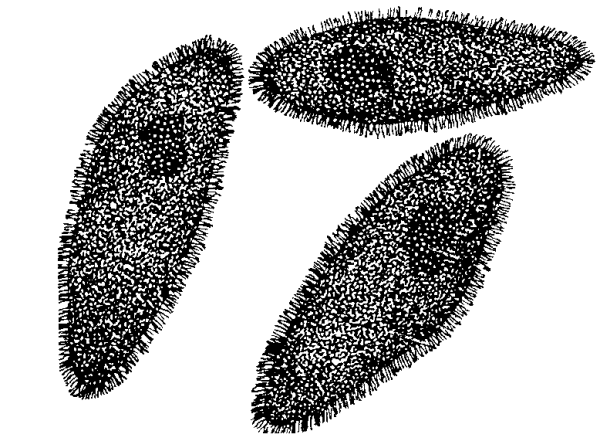 Ресниснички инфузории-туфельки