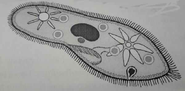 Строение реснички инфузории