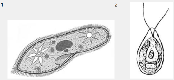 Инфузория туфелька и хламидомонада