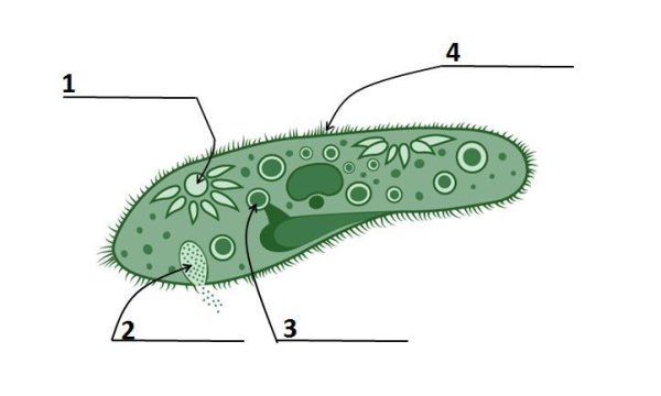 Инфузория туфелька 3д