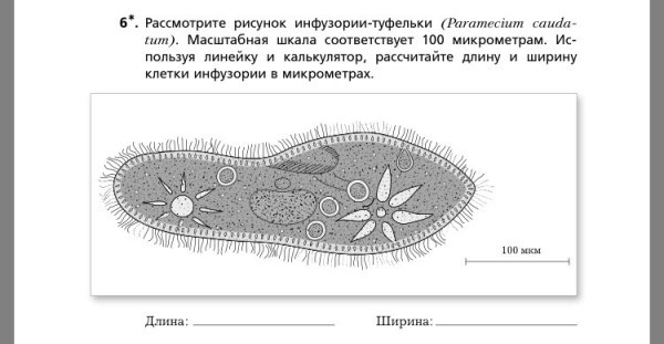 Инфузория строение рисунок