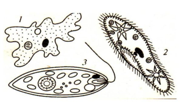 Инфузория туфелька органоиды движения