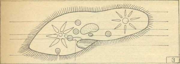 Инфузория туфелька рисунок по биологии