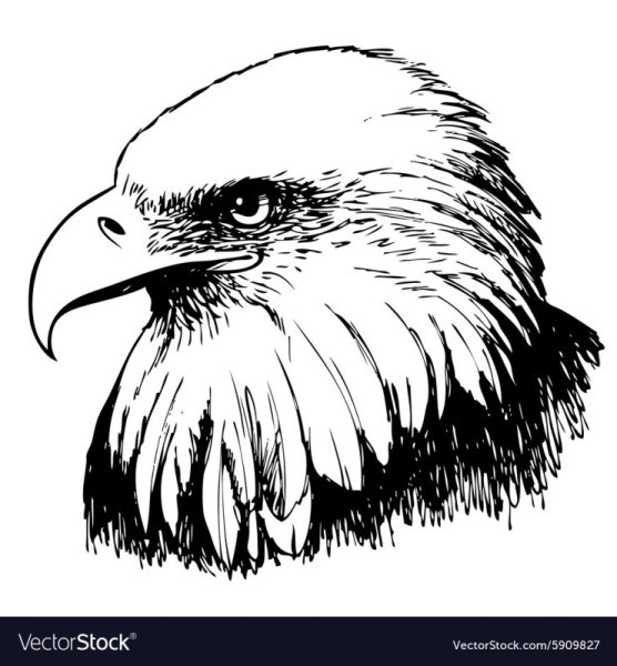 Голова орла черная на белом фоне