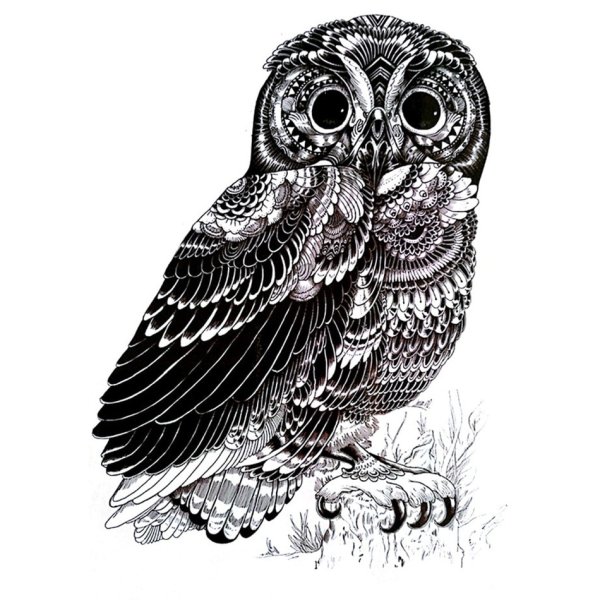 Сова Графика