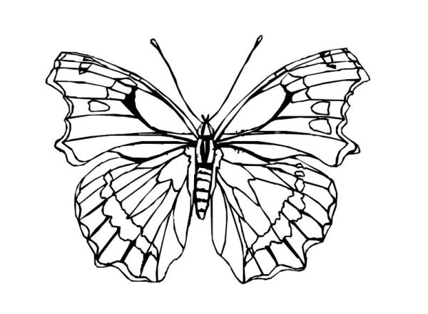 Симметричная бабочка раскраска