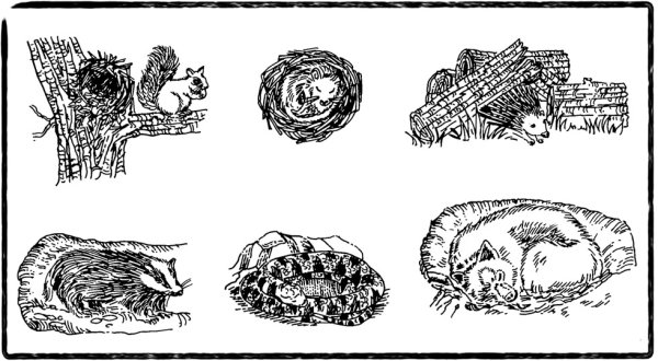 Раскраска мишка в берлоге для детей