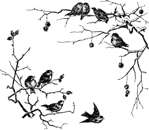 Графический рисунок птица на ветке