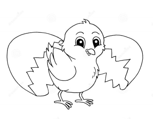 Цыпленок. Раскраски