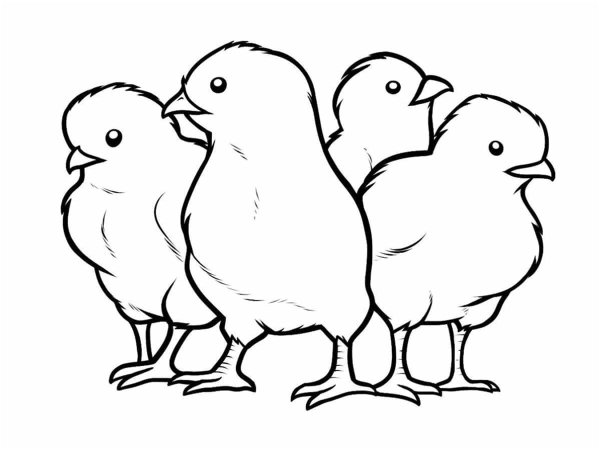 Цыпленок. Раскраски