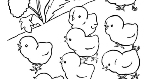 Раскраски милые цыплята