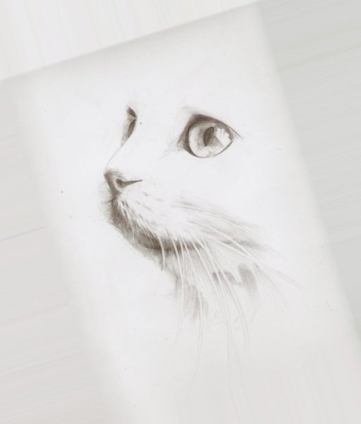 Белая кошка цветными карандашами