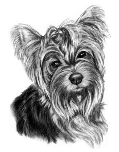 Йоркширский терьер