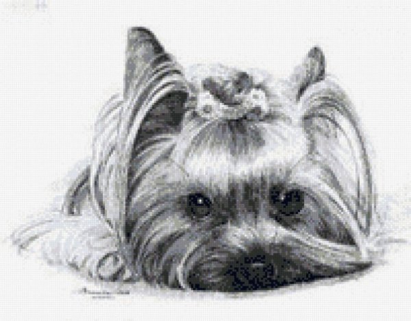 Тату Йорк эскиз