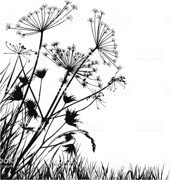 Борщевик вектор