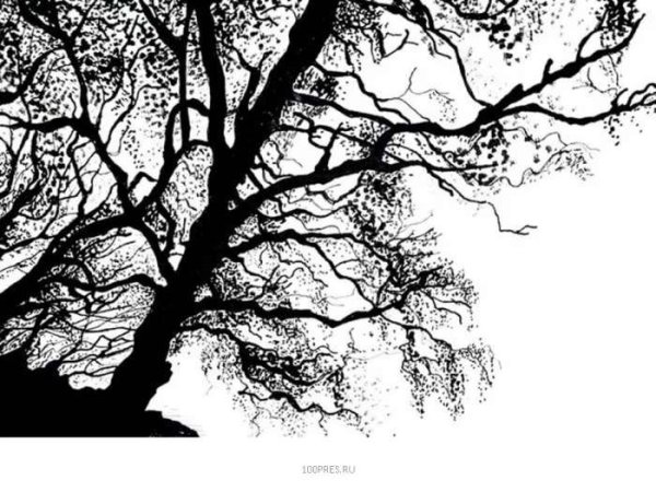 Деревья тушью