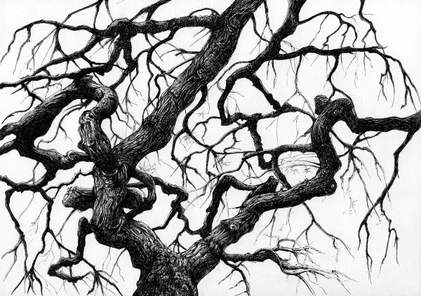 Сухая ветка дерева