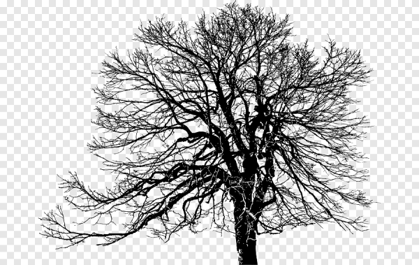 Дерево Графика