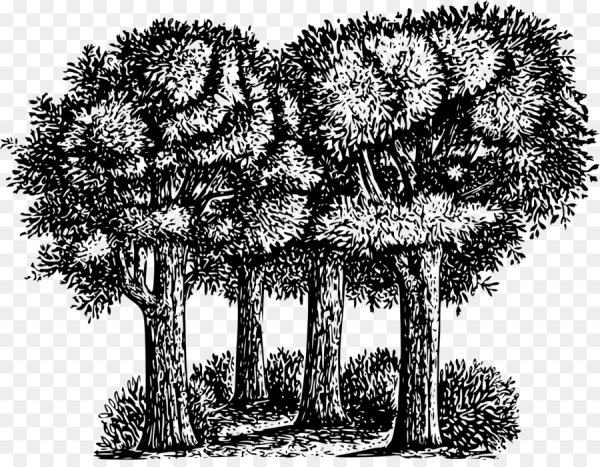 Группа деревьев